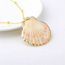 Natural Beach Conch Shell
