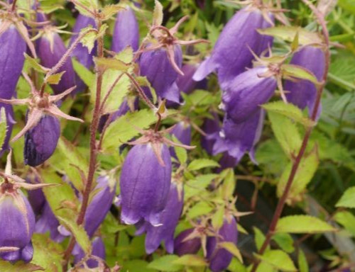 Campanula sarastro - campanula, 'sarastro'