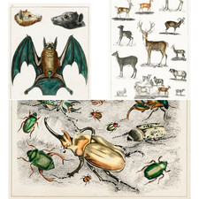 Oliver Goldsmith A5 Art Cards