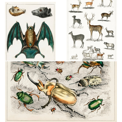 Oliver goldsmith art - oliver,
