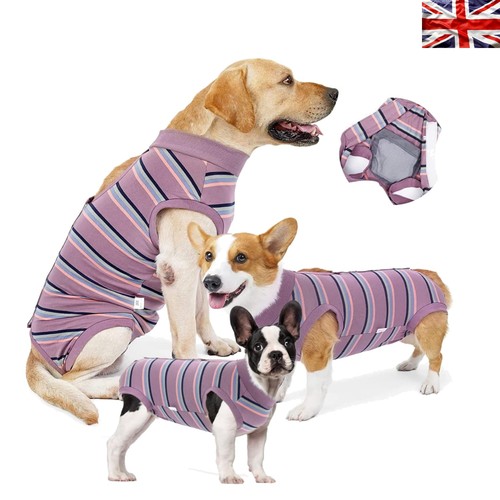 Stylish dog recovery - stylish, suit