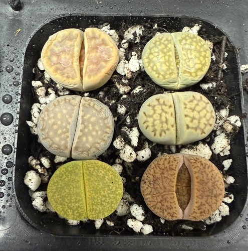 Mixed large lithops - 6,