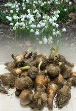 1-100 LEUCOJUM AESTIVUM GIANT SNOWDROP (SUMMER SNOWFLAKE) BULBS SPRING PERENNIAL