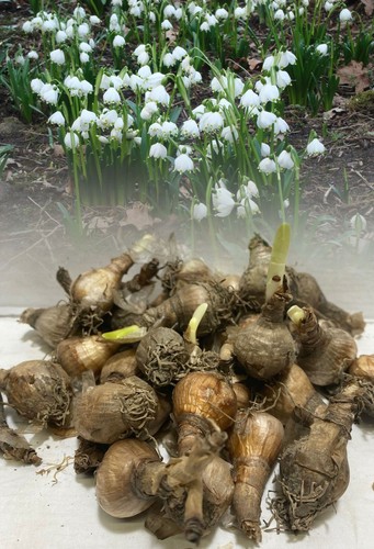 100 leucojum aestivum giant - aestivum,