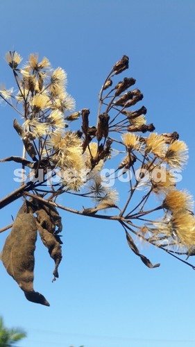 100pcs seeds mexican dream - 100pcs,