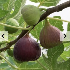 Fig Tree Ficus Little Miss Figgy Plant Shrub 2 x 9cm Pot Fruit Tree