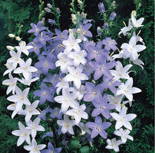 6 Campanula Pyramidalis  Mixed