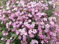 6 Gypsophila Pacifica Pink Babys Breath Perennial Plug Plants