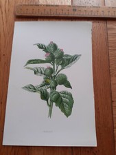 Vintage botanical flower print