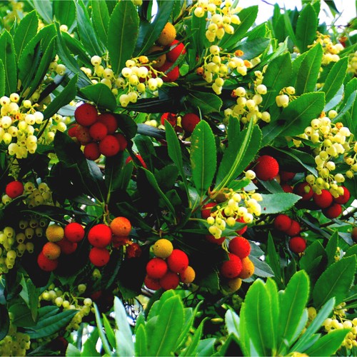 Strawberry tree arbutus - strawberry, /