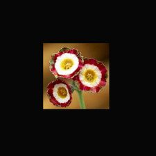 Primula auricula Astolat Plant