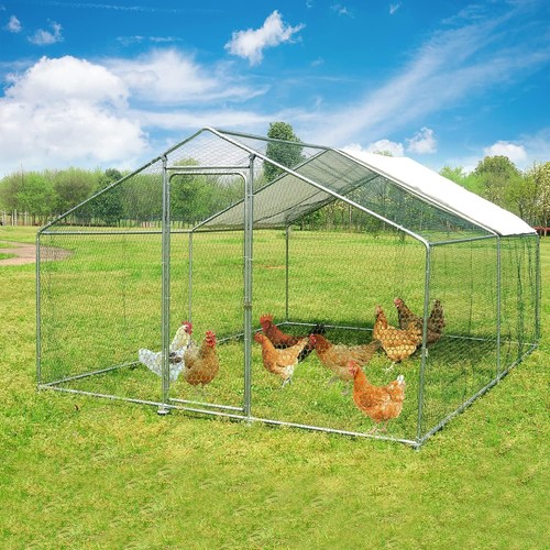 Large walk chicken - in,