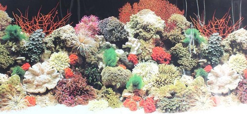 Aquarium background - aquarium,