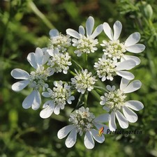 100 Seeds Orlaya Grandiflora