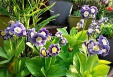 3×primula Auricula collection