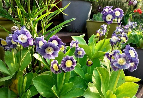 Primula auricula collection - auricula,