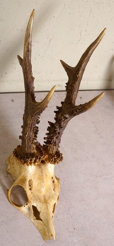 Beautiful 6ender deer - beautiful,