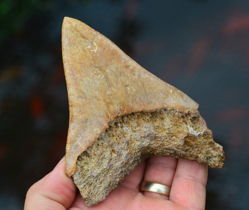 Real megalodon shark tooth - real,