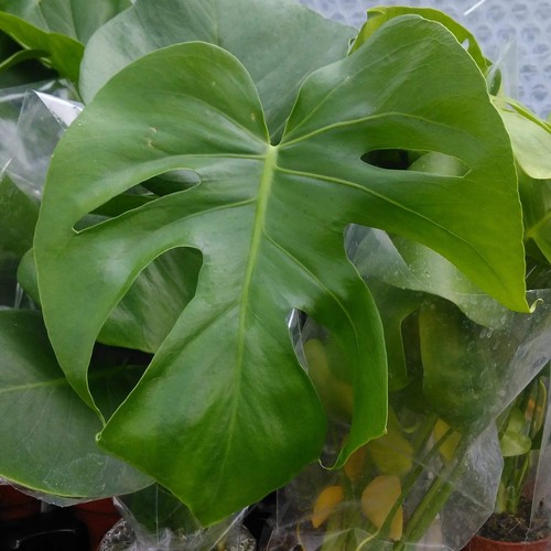 Swiss cheese plant monstera - plant, (monstera