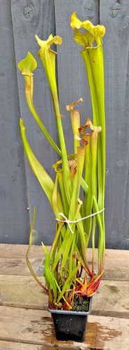 Sarracenia leucophylla