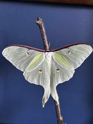 Luna moth moon - luna,