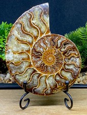 Beautiful High Quality 184 Million Year Old Crystal Ammonite Madagascan Fossil