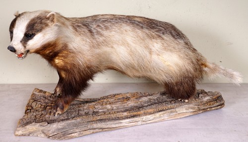 Beautiful badger - badger,