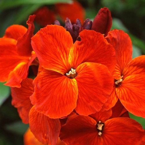 Wallflower sunset orange - sunset,