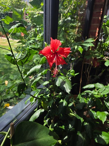 Hibiscus red petals large - ,
