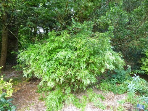 Fargesia dracocephala green - fargesia,