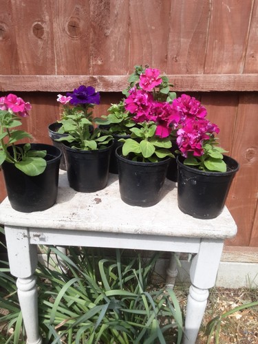 Petunia pirouette - petunia,