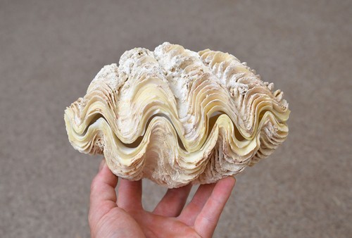 Natural clam clamshell - natural,