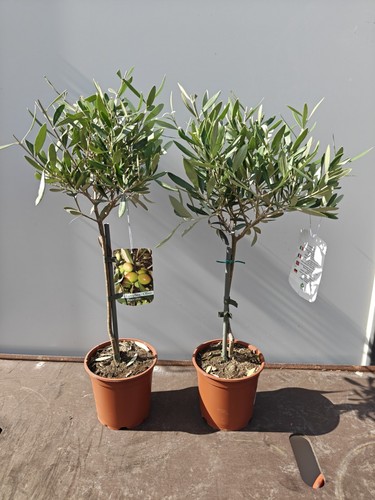 Mini standard olive tree - standard,
