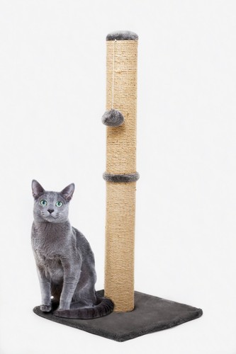Tall large cat - cat, scratching