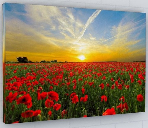 Poppy field flower sunset - poppy,