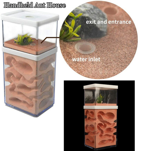 Ant farm box home - box,