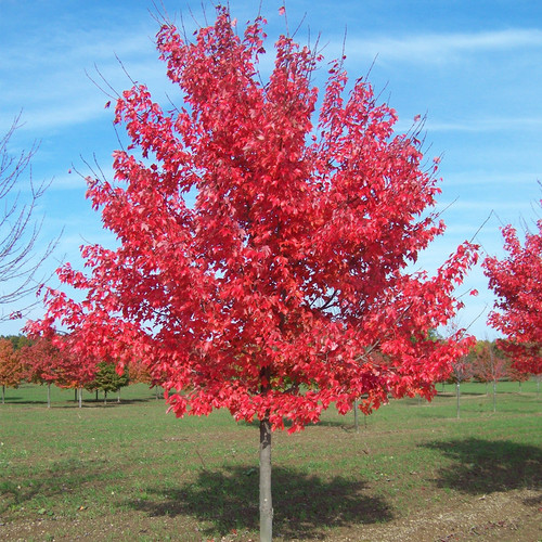 Acer rubrum summer red - acer, red'