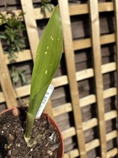 Aspidistra  aff. punctata