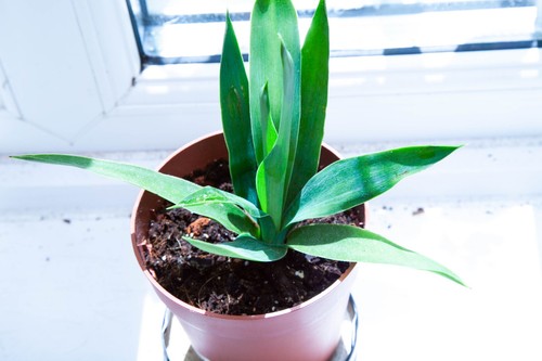 Yucca gigantea spineless - yucca, young
