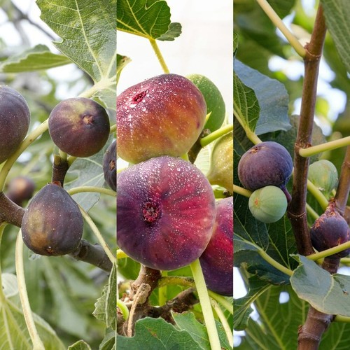 Ficus fig tree mix - mix,