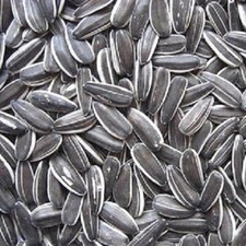 STRIPED SUNFLOWER bestpets