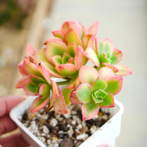 Exact plant aeonium decorum - aeonium,