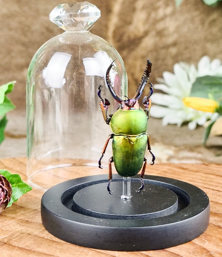 Arfak stag beetle glass - stag,