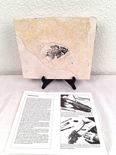 Vtg fossil fish - vtg,