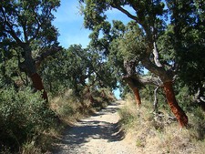 Quercus suber cork oak - suber,,