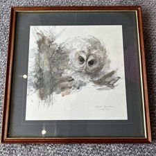 Natugle Strix Aluco FRAMED