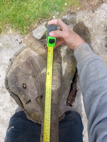 Woodturning blank laburnum - blank, log