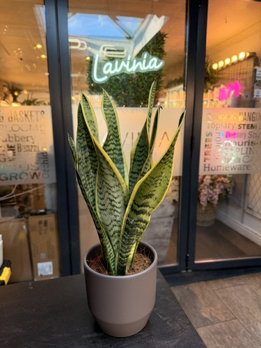 Sansevieria snake plant - snake,
