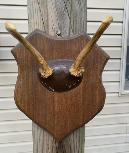Vintage spike buck - pa,