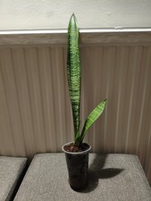 Sansevieria Snake Plant - Mother in Laws Tongue Plant - Tall Slender Variety